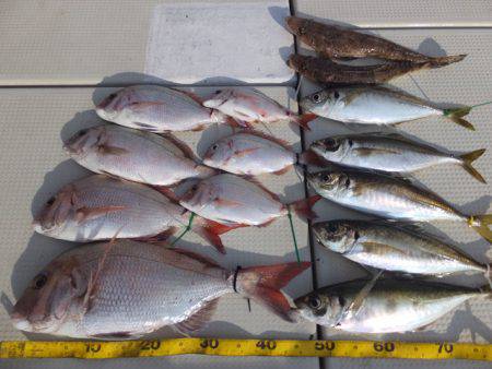 Hit Rush(ヒット ラッシュ) 釣果