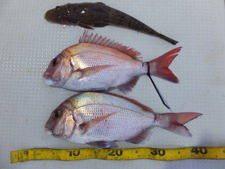 Hit Rush(ヒット ラッシュ） 釣果…