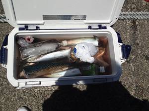 長七丸 釣果
