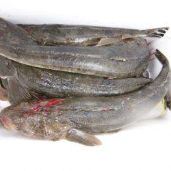 かもめ釣船 釣果