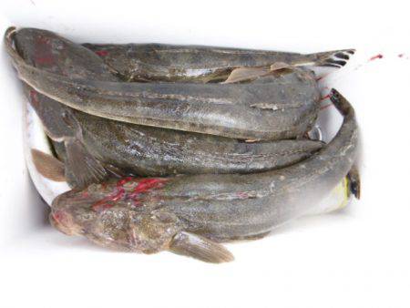 かもめ釣船 釣果