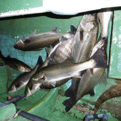 かもめ釣船 釣果