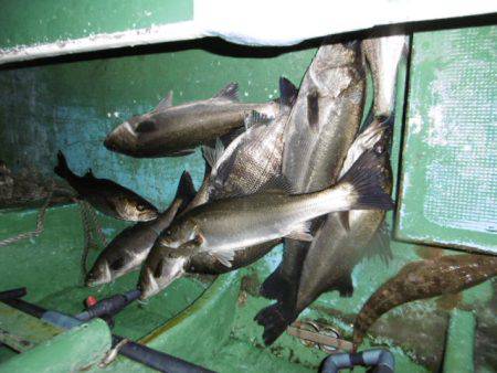かもめ釣船 釣果