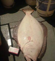 IDATEN(イダテン) 釣果