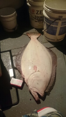 IDATEN(イダテン) 釣果