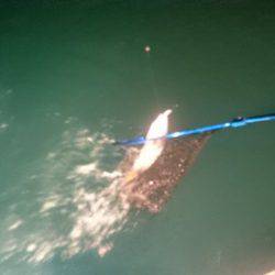 IDATEN(イダテン) 釣果