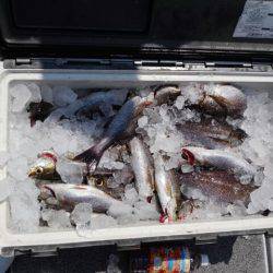 第二大福丸 釣果