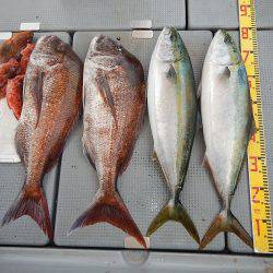 sea boss　シーボス 釣果