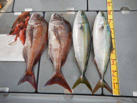 sea boss　シーボス 釣果