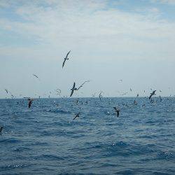 sea boss　シーボス 釣果