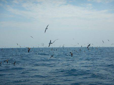 sea boss　シーボス 釣果