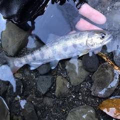 大井川（大井川(非)漁業協同組合） 釣果