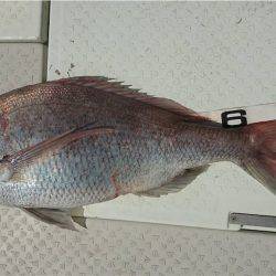 マタウマリンサービス 釣果