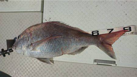 マタウマリンサービス 釣果