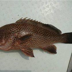 マタウマリンサービス 釣果