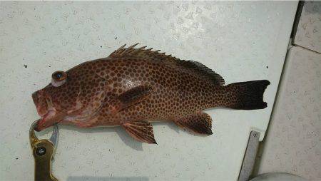 マタウマリンサービス 釣果