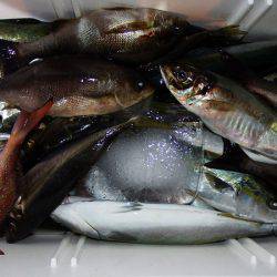 第三むつりょう丸 釣果