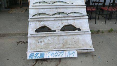 松名瀬フィッシングパーク 釣果