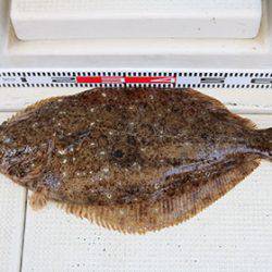 松本釣船２ 釣果