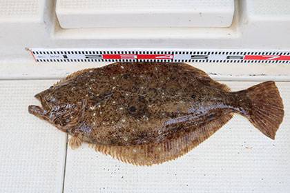 松本釣船２ 釣果