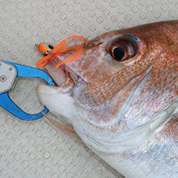 松本釣船２ 釣果