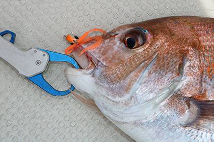 松本釣船２ 釣果