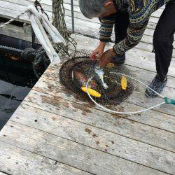 松名瀬フィッシングパーク 釣果