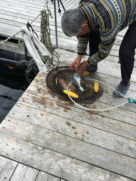 松名瀬フィッシングパーク 釣果