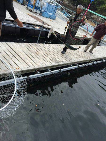 松名瀬フィッシングパーク 釣果