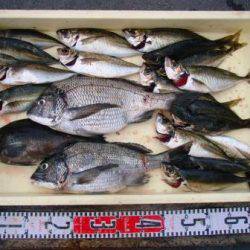 朝日丸 釣果