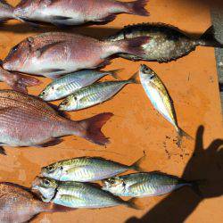 松名瀬フィッシングパーク 釣果