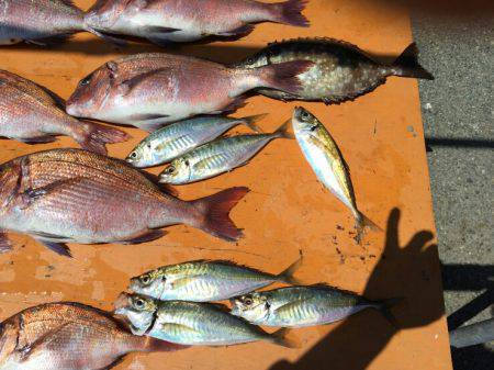 松名瀬フィッシングパーク 釣果