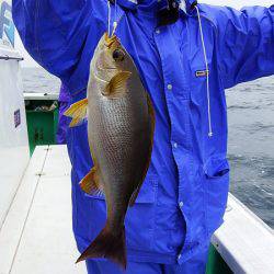 第三むつりょう丸 釣果