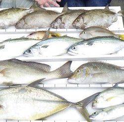 本部釣りイカダ 釣果