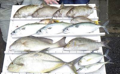 本部釣りイカダ 釣果