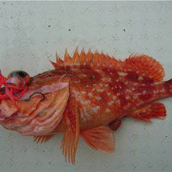 マタウマリンサービス 釣果