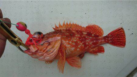 マタウマリンサービス 釣果