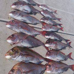 旭星釣りセンター 釣果