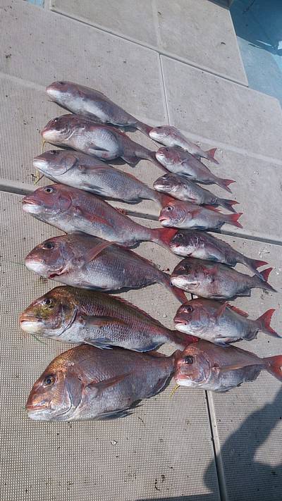 旭星釣りセンター 釣果