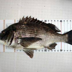 フルコンタクト 釣果