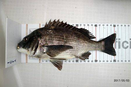 フルコンタクト 釣果