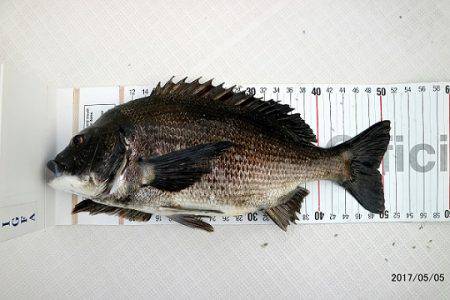 フルコンタクト 釣果