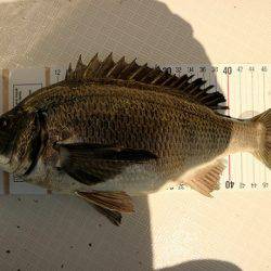 フルコンタクト 釣果