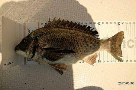 フルコンタクト 釣果