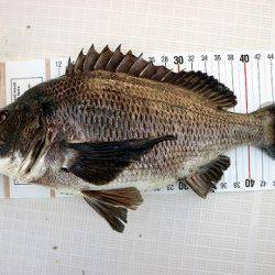 フルコンタクト 釣果