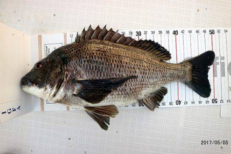 フルコンタクト 釣果