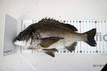 フルコンタクト 釣果