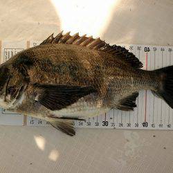 フルコンタクト 釣果