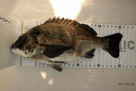 フルコンタクト 釣果