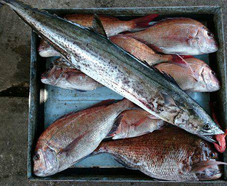 明神釣船 釣果